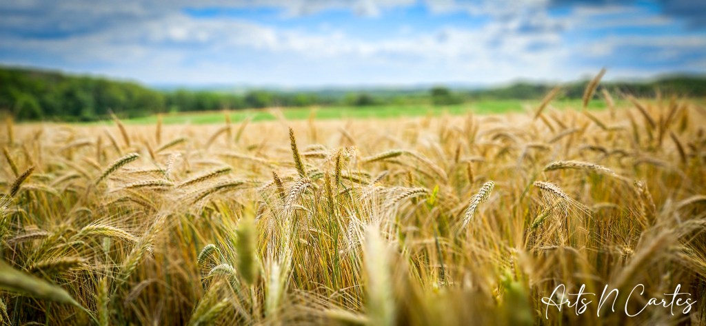 Des balades à faire&nbsp;?